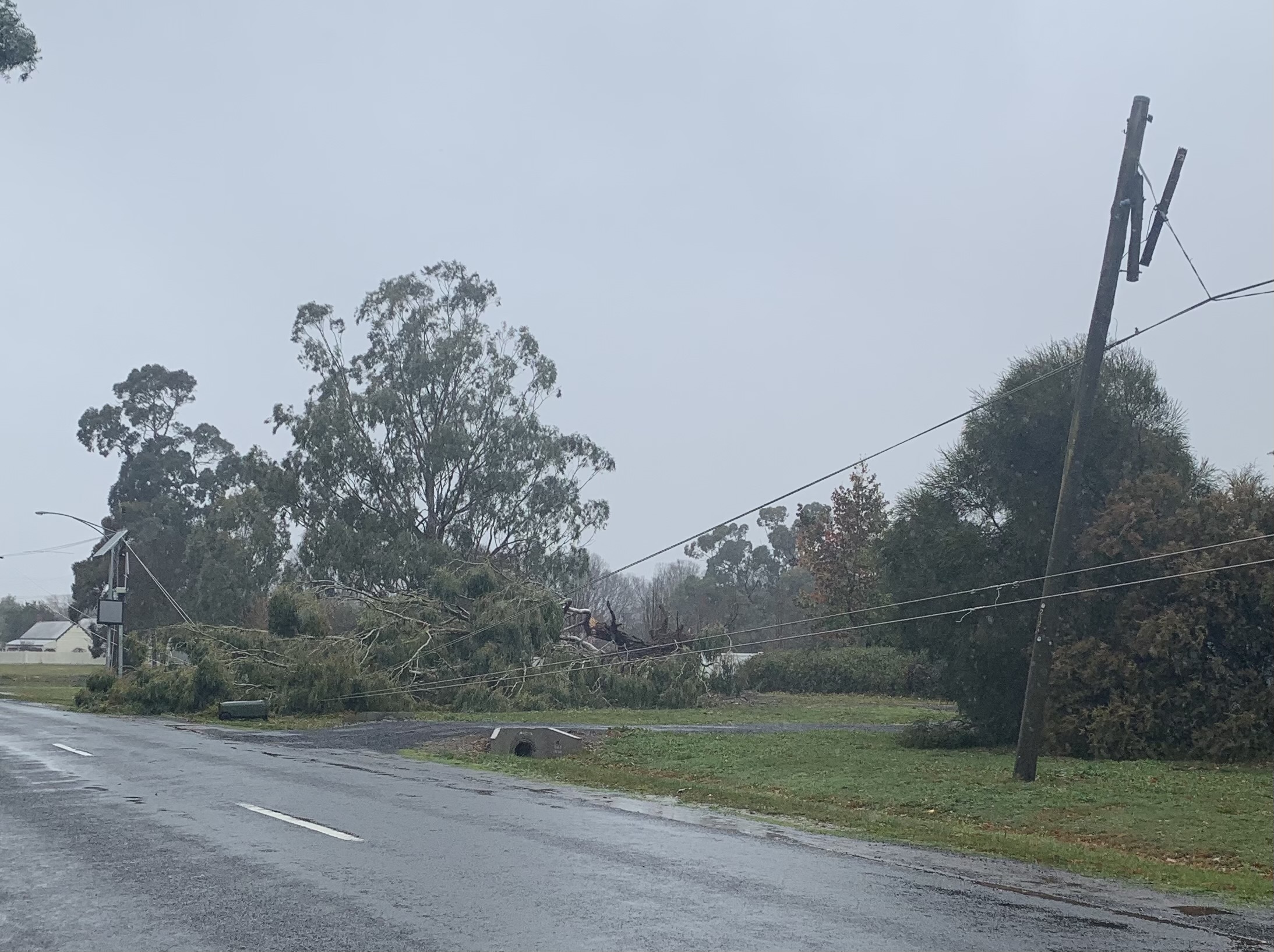 Lancefield tree