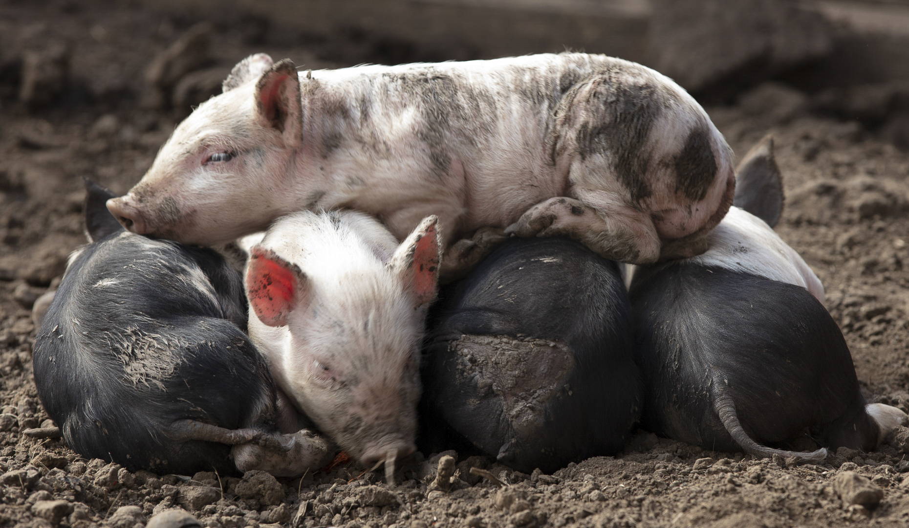 Pigs by Michelle Ryan 0129 MRPS 2021 20 Week Challenge 2021