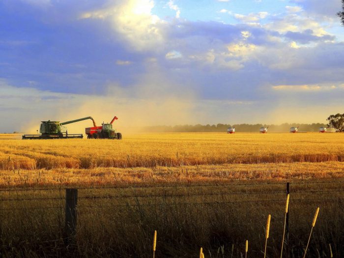Stripping the Grain by Cherry Cole 0035 19 CC Golden Harvest at Riddells Creek