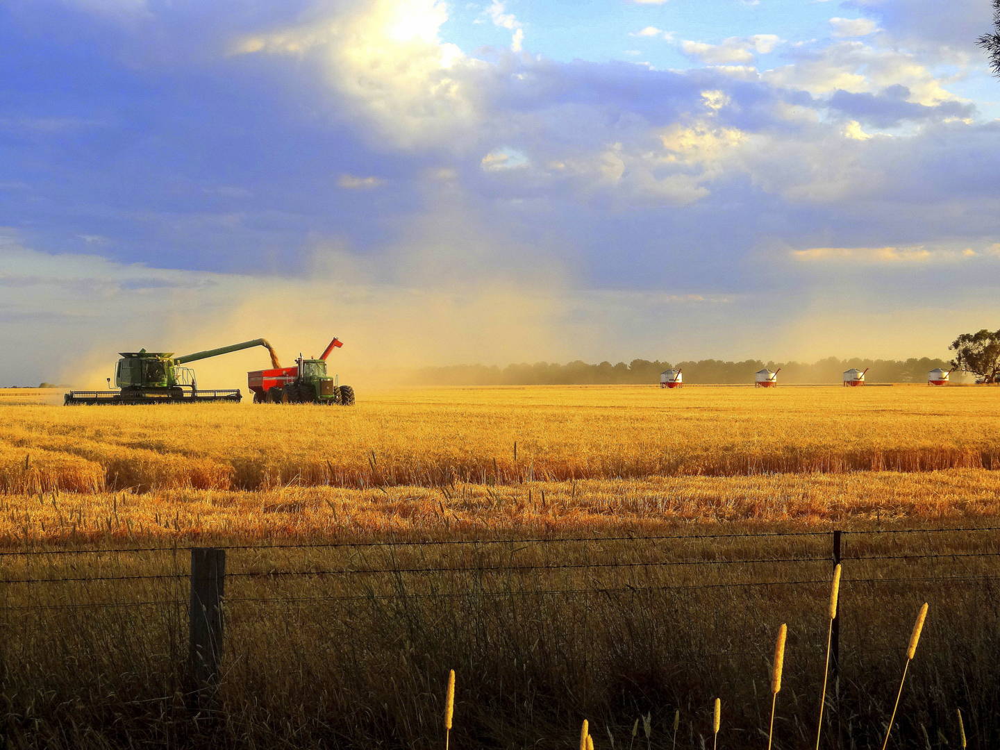 Stripping the Grain by Cherry Cole 0035 19 CC Golden Harvest at Riddells Creek