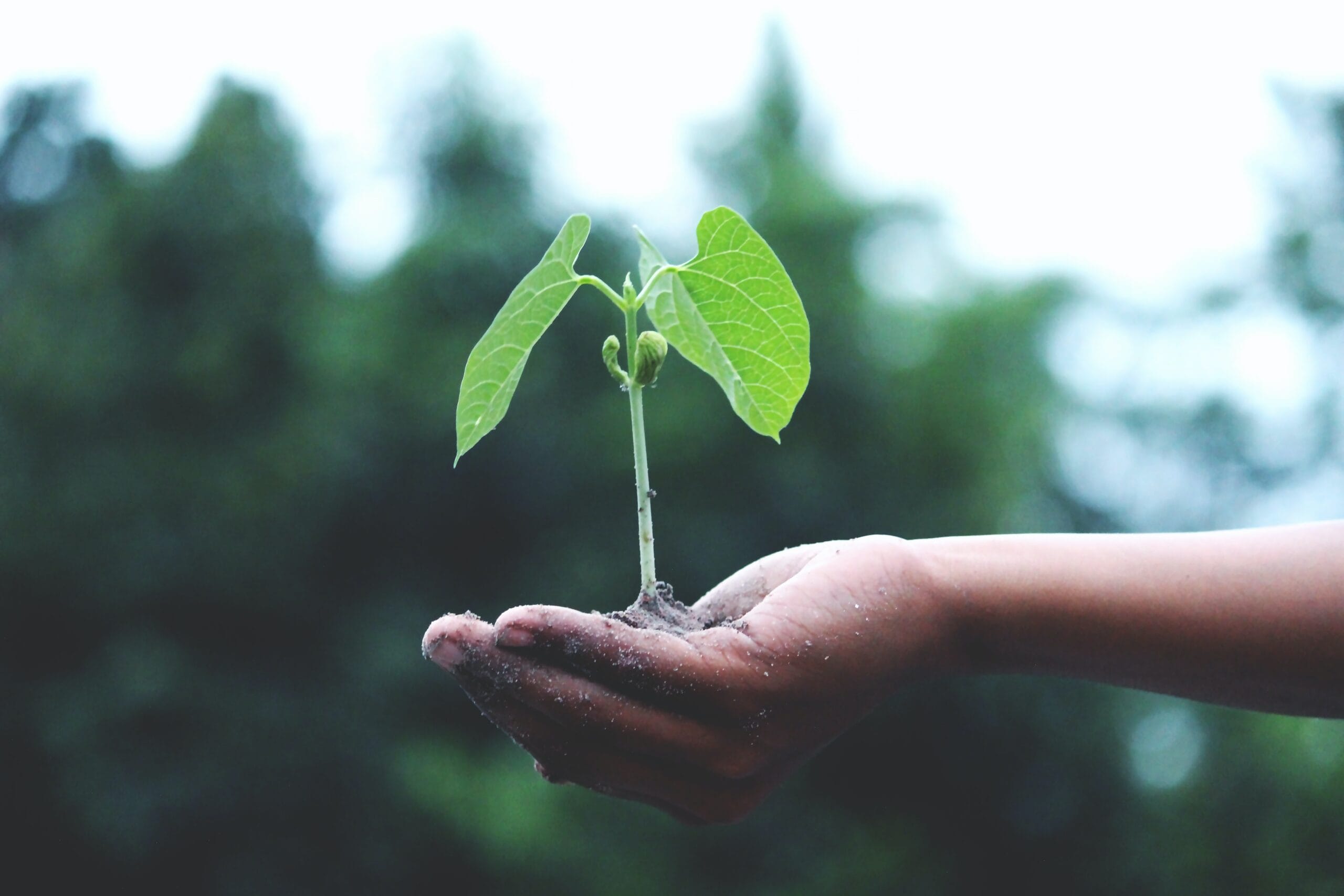 Kilmore planting to celebrate National Tree Day