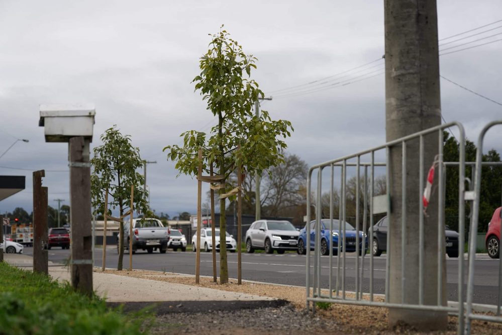 Sydney Street Kilmore tree tussle