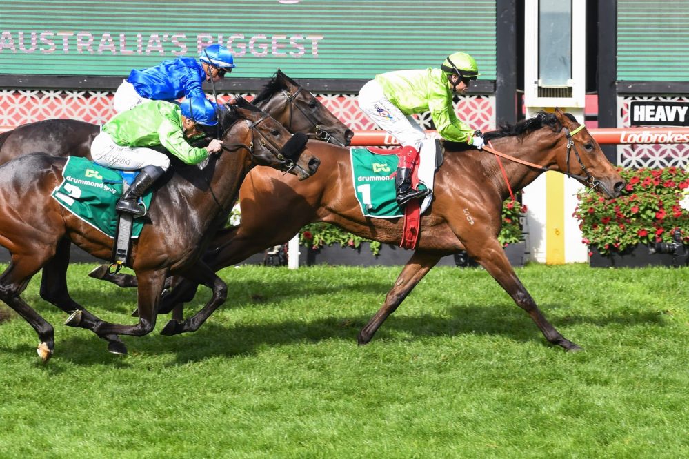 Spelling paddock for Howley’s star
