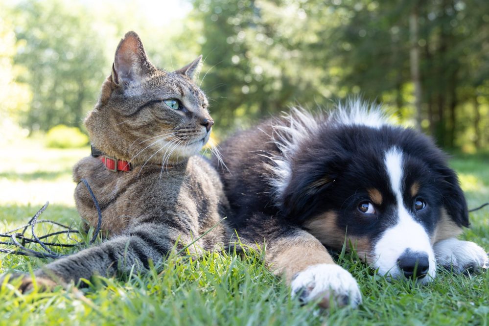 New management for Epping Animal Welfare Facility