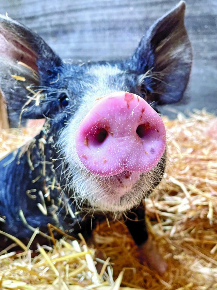 Edgar’s Mission piglet finds forever home
