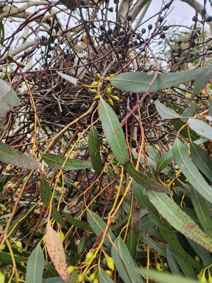 Mitchell Shire Council investigates alleged permit breaches at Kilmore development 1 Photo Nest in Tree pulled down
