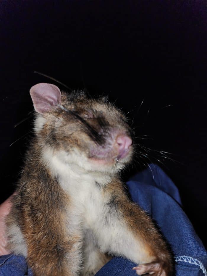 Mitchell Shire Council investigates alleged permit breaches at Kilmore development 2 Ringtail Possum Head Trauma