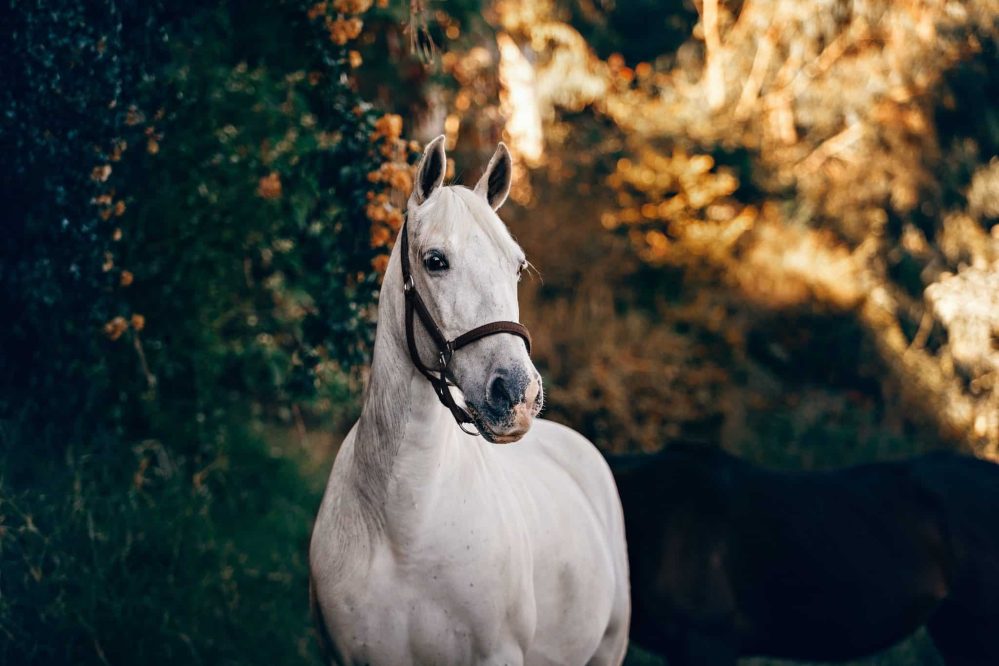 Beveridge workshop for horse owners