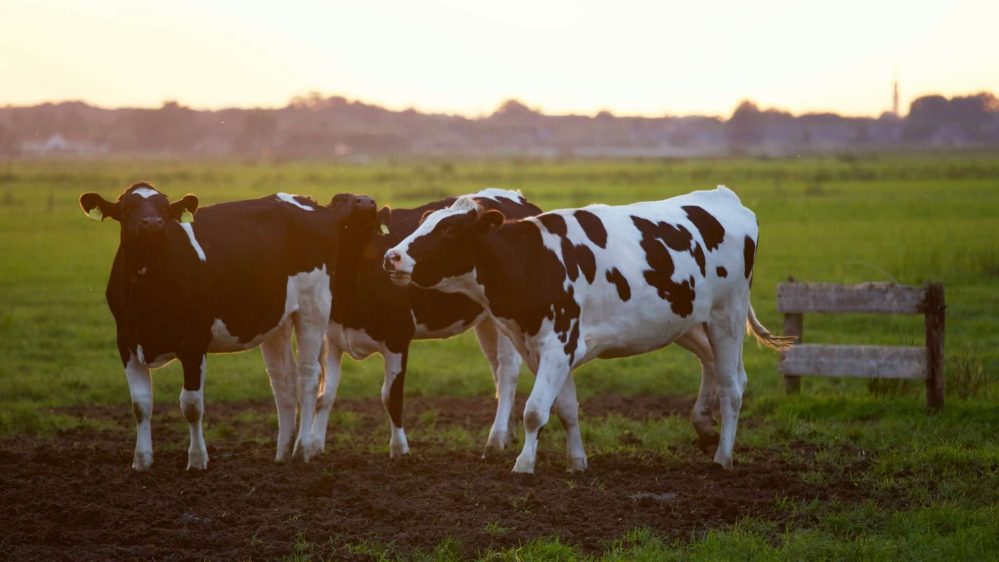New tech has potential to end stock theft