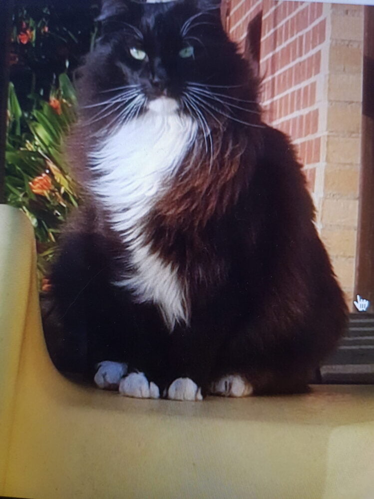 Tuxedo cat ‘Charlie’ missing in Wandong