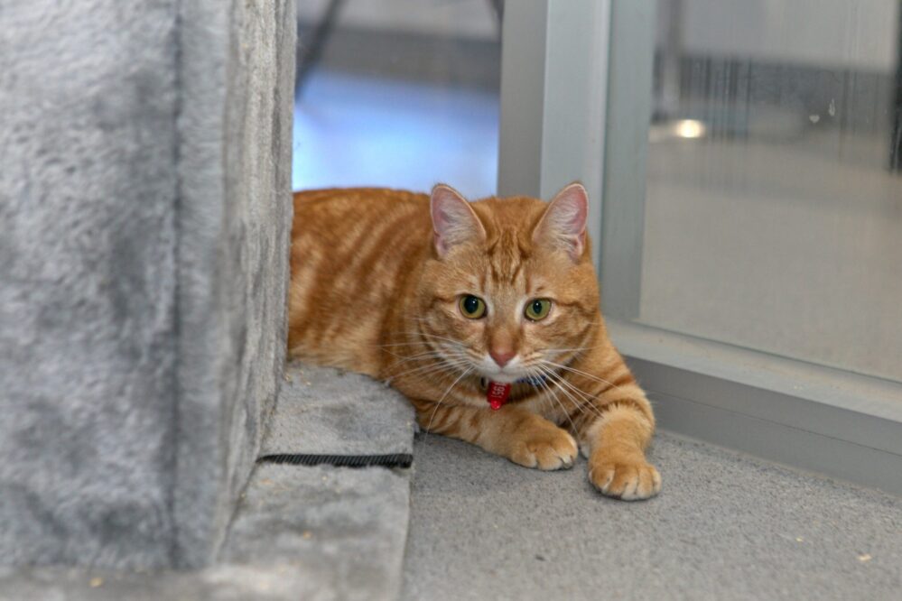City of Whittlesea cat confinements in place after countless complaints