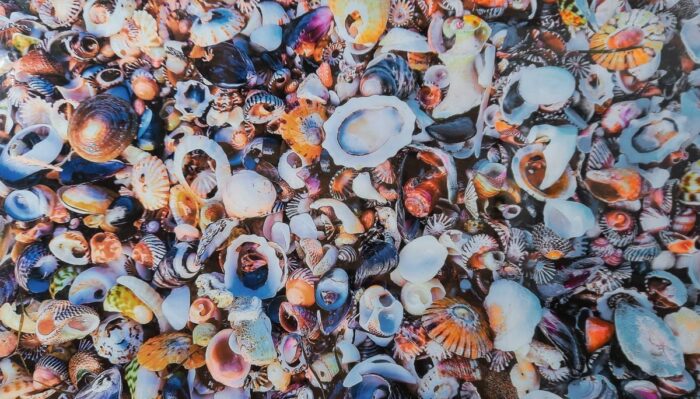 096 Best Photograph in Show Shelly Beach by Amy Harkom SON09134