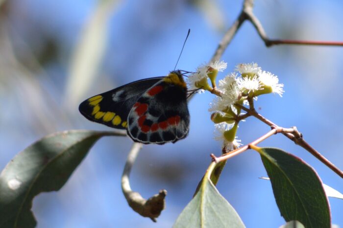 Broadford's butterflies and day moths 1 Butterflies