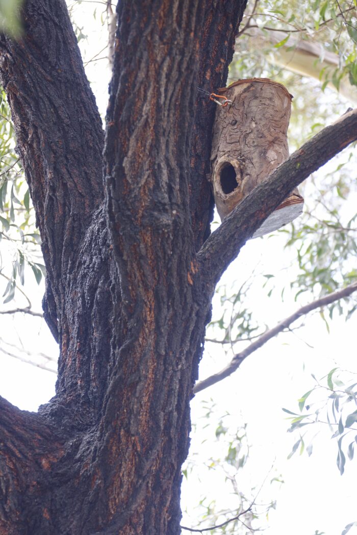 Big build protects wildlife 1 Hollow