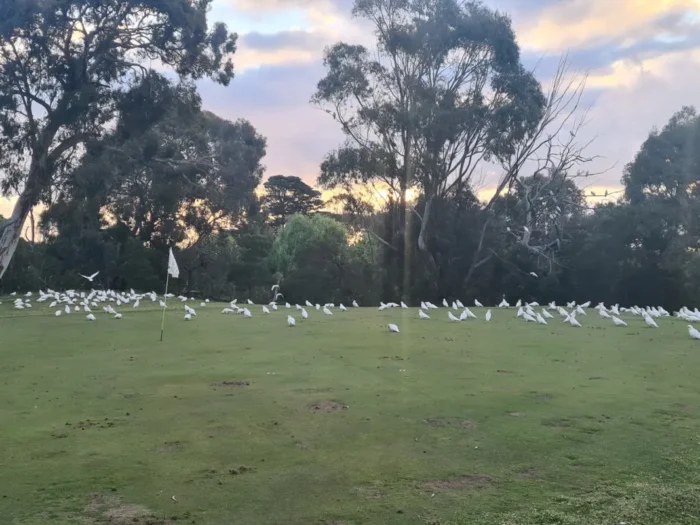 Kilmore Golf Course Dec 23 2024 1068w WebRdy