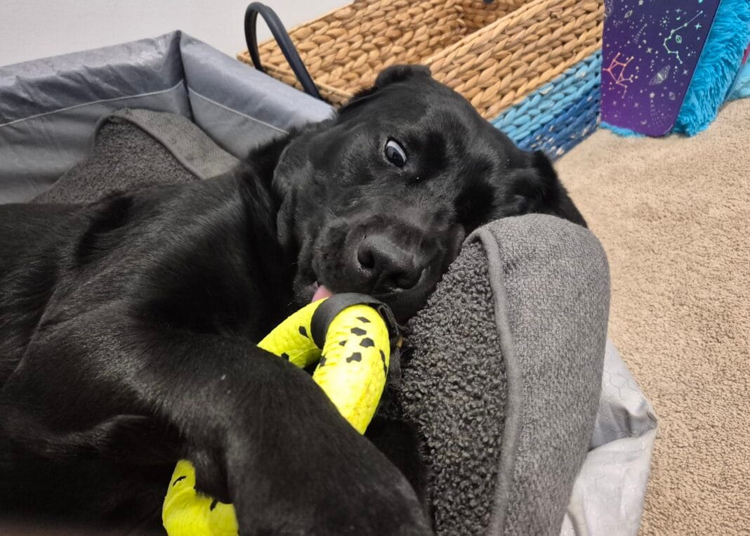 Pet of the week Pickles