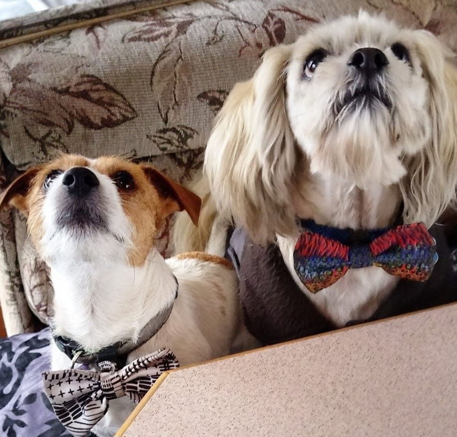 MJ and Boston Here are MJ and Boston. they are great mates and love wearing their bow ties and looking super styly for the girlfriends.