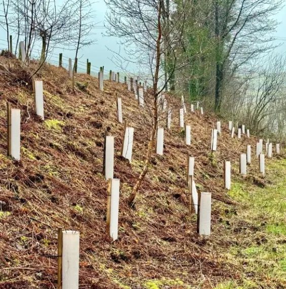 Windbreak project_1068w-WebRdy