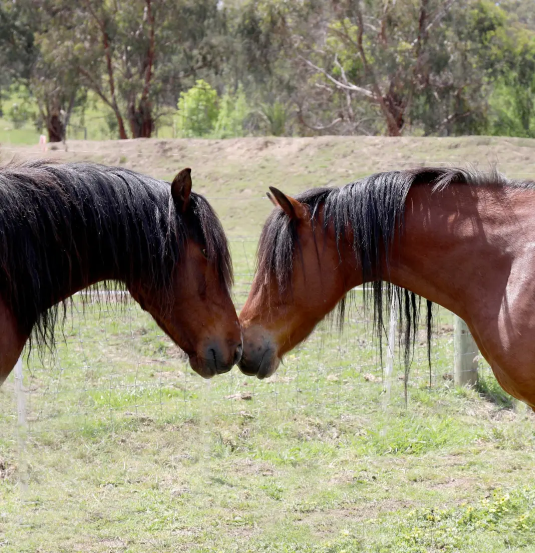 State’s funding record for the Animal Welfare Fund