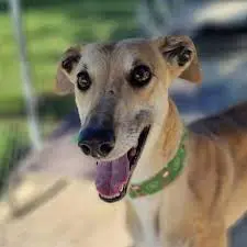 greyhound_1068w-WebRdy