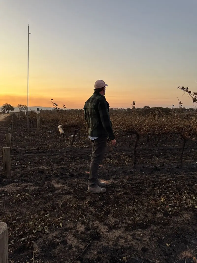 Vines lost but hope remains