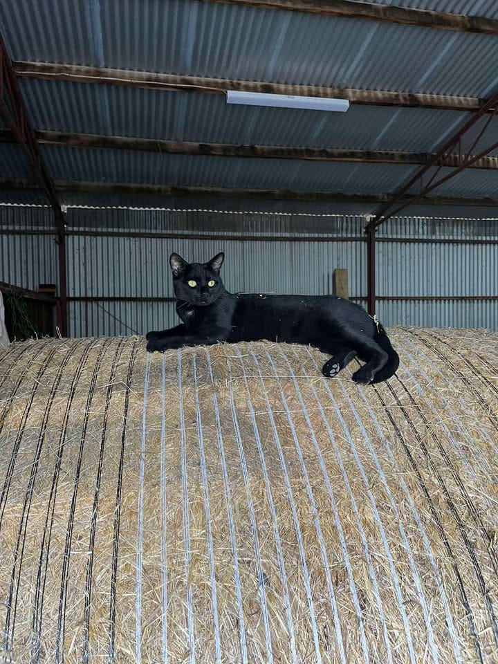 Pet of the week Blakie