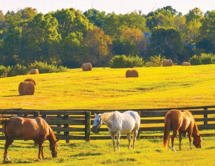 ROVER 2026 03 24 Horse Scene