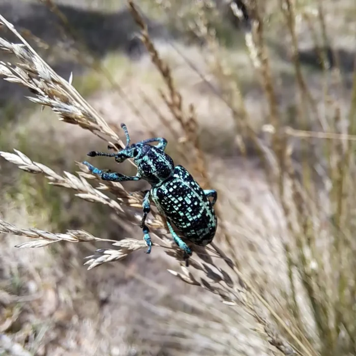 Bee14Pic1 1068w WebRdy