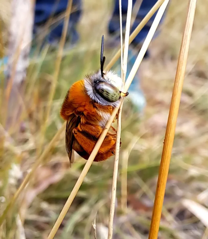 Bess14pic4 1068w WebRdy