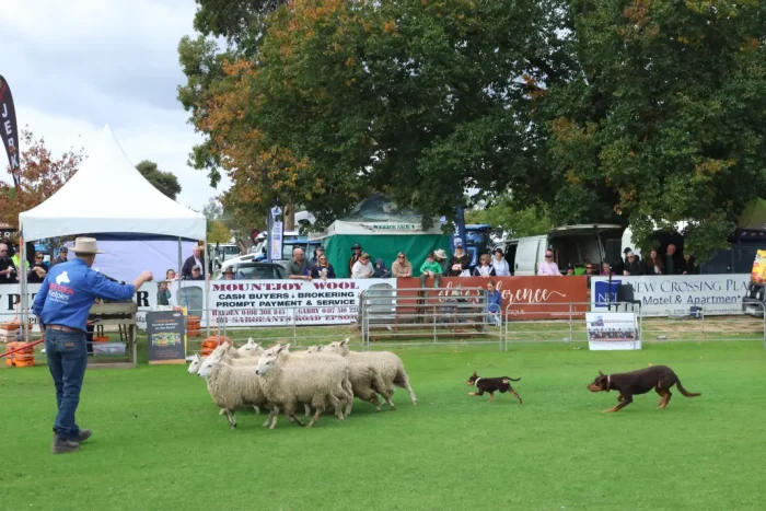 Macphail Kelpie 1 1068w WebRdy