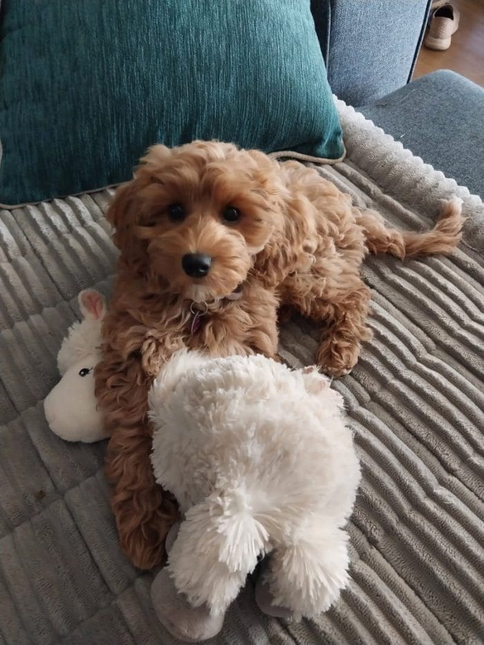 Pet of the Week Lucy