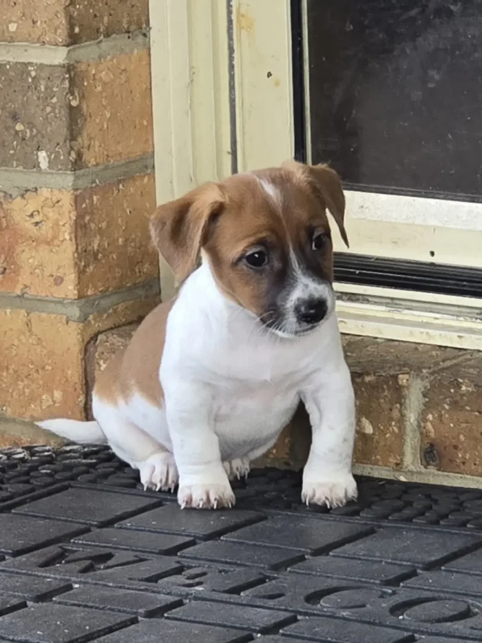 Banjo Pet Of The Week 1068w WebRdy
