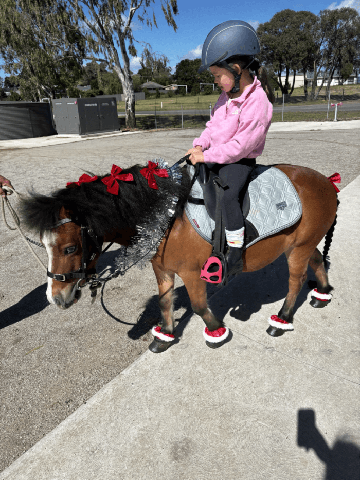 Pet of the Week – May 19, 2026 1 Shetland Pony