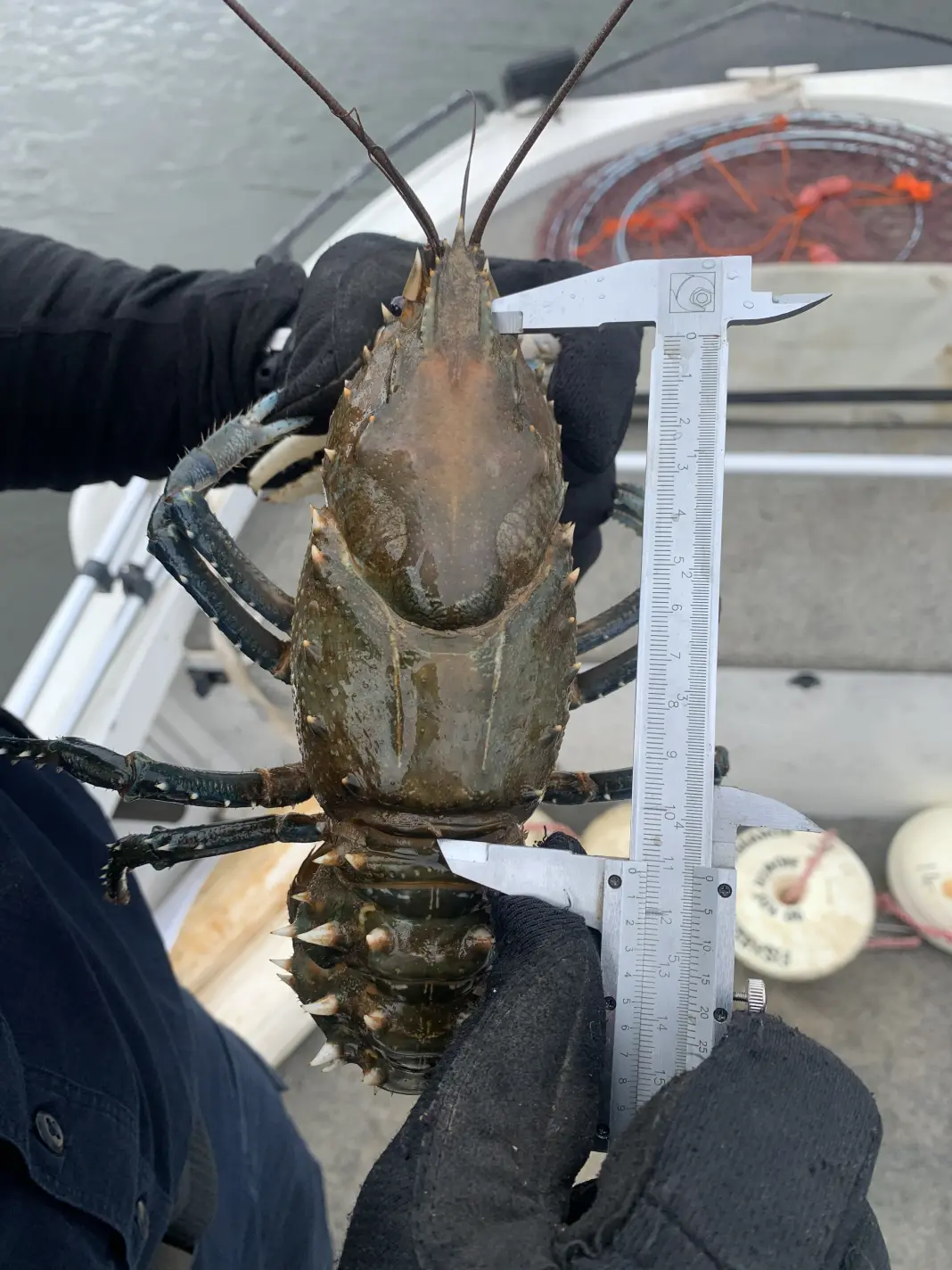 Crayfish photo_1068w-WebRdy