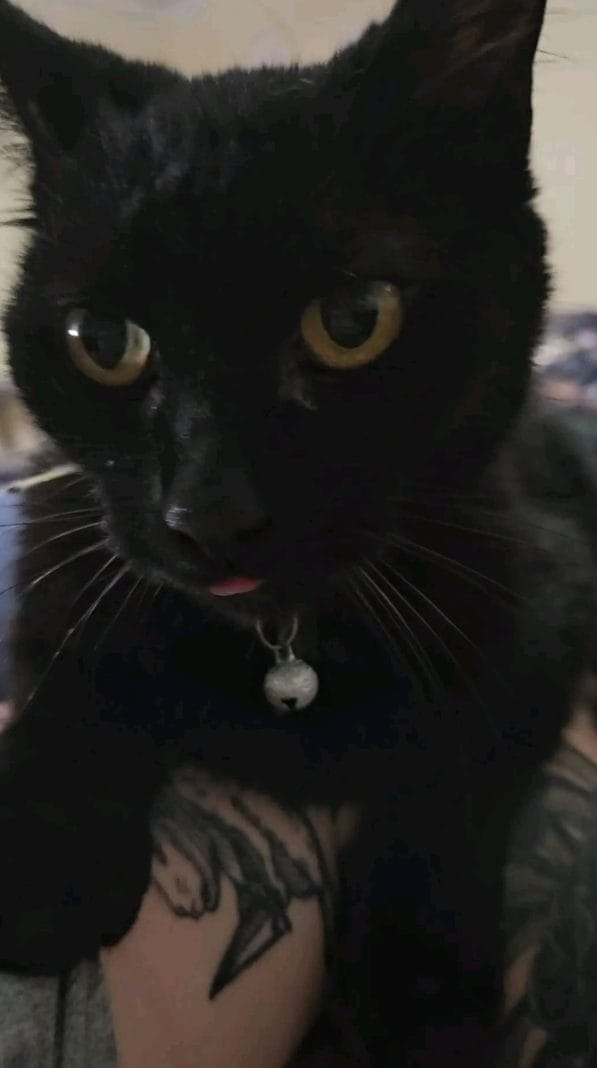 Morgana Pet Of The Week 1