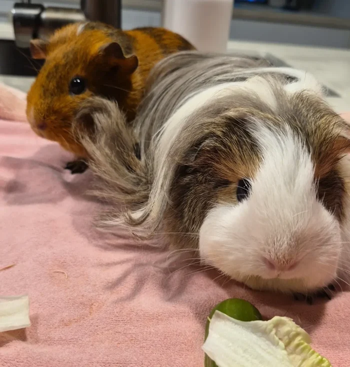 Popcorn and Pumpkin Pet Of The Week 1068w WebRdy