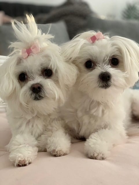 Pet Of The Week04