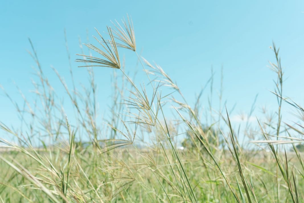 Overgrown grass pic29
